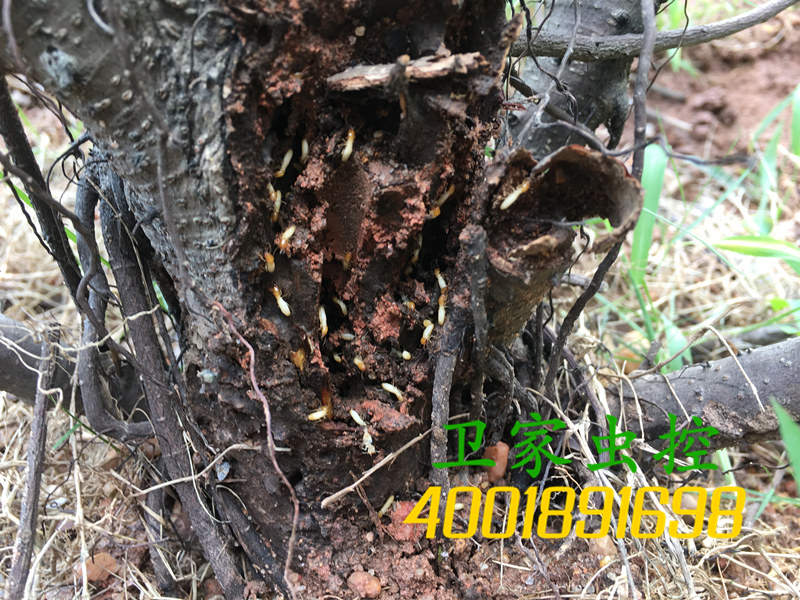 湛江霞山白蚁防治所公司<专家温馨提示，要预防白蚁还要特别坚持室内通风枯燥，防止为白蚁繁衍生长提供温床。